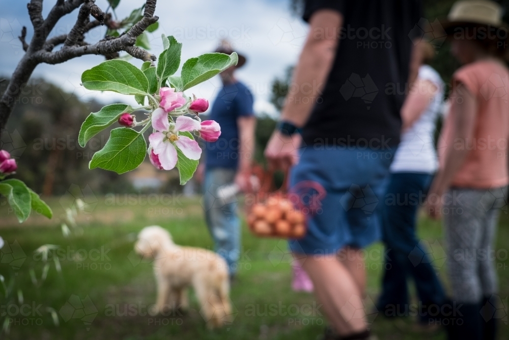 Farming family and dog out of focus walking with basket of eggs, flowers in foreground in focus. - Australian Stock Image