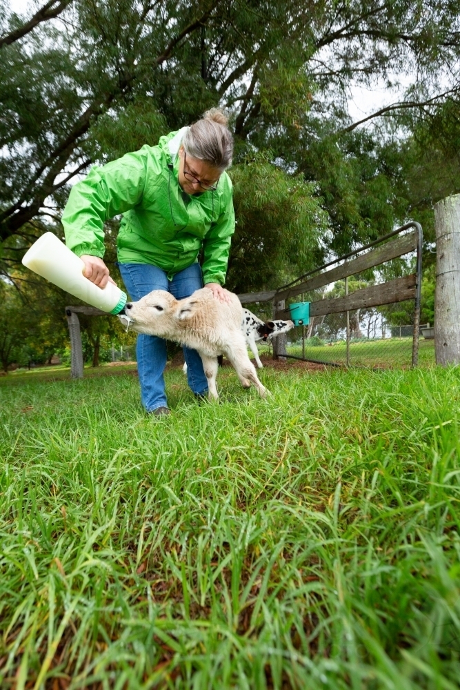 Image of farming lady feeding small calf with milk bottle Austockphoto