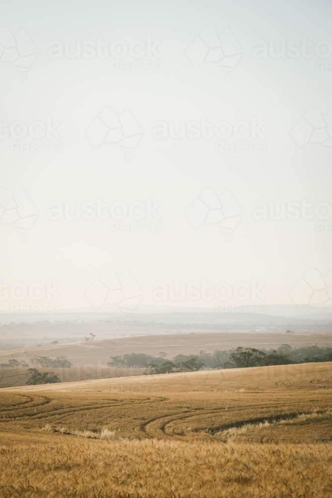 Farming landscape in the Avon Valley region of Western Australia - Australian Stock Image