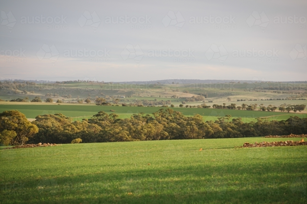 Farming landscape in the Avon Valley region of Western Australia - Australian Stock Image