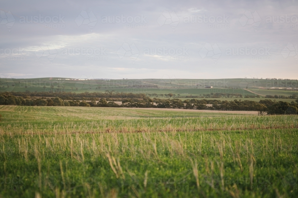 Farming landscape in the Avon Valley region of Western Australia - Australian Stock Image