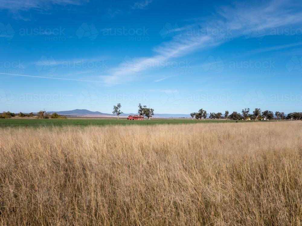 Farming landscape with dry grass, green paddock and a building - Australian Stock Image