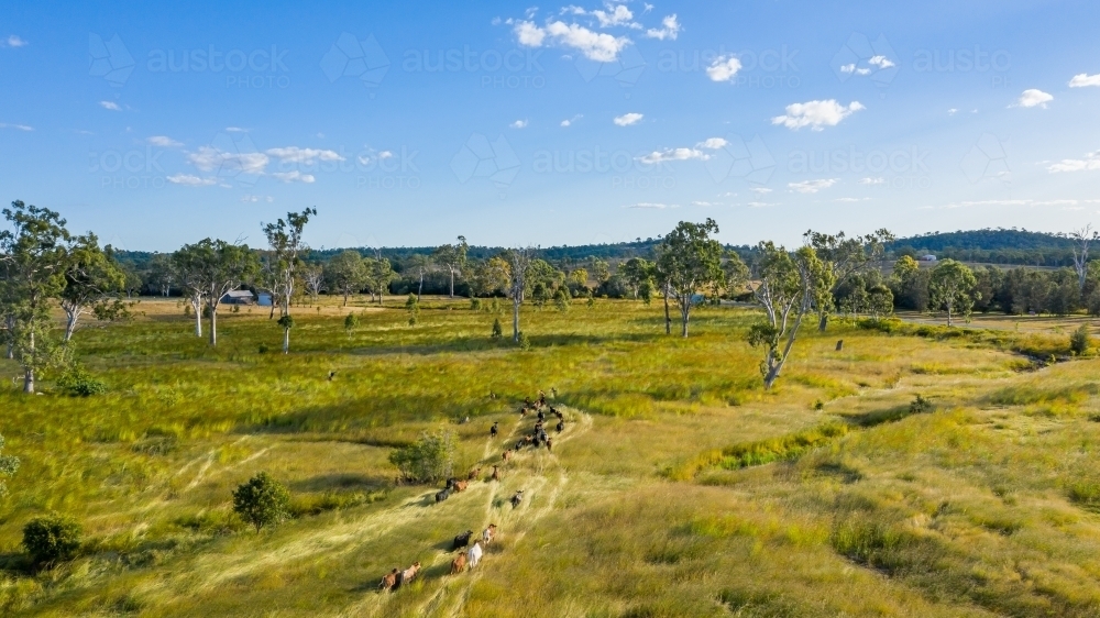 Farmland - Australian Stock Image