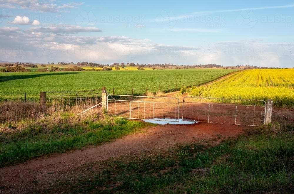 Farmlands growing crops of wheat and canola in rural Central West locality of Cowra - Australian Stock Image