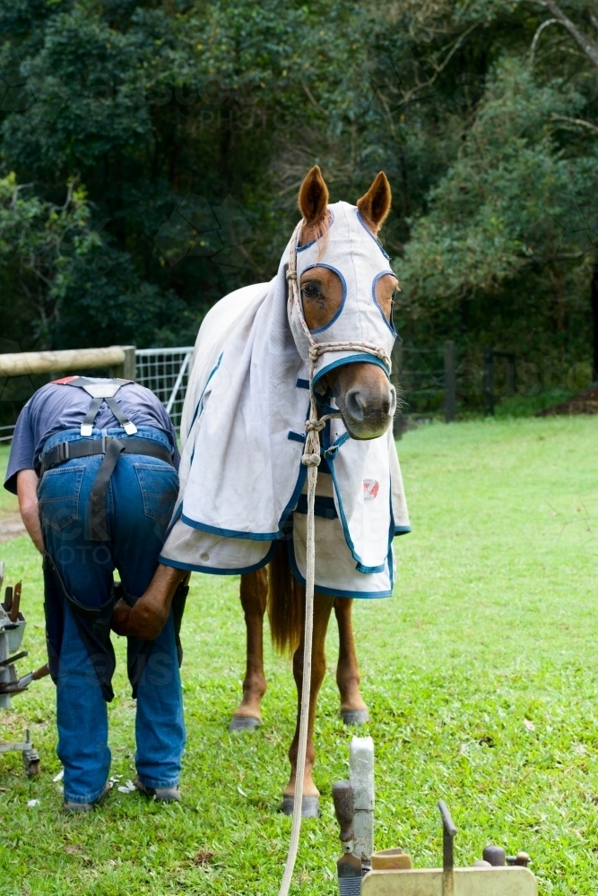 Farrier bending over to shoe a horse - Australian Stock Image