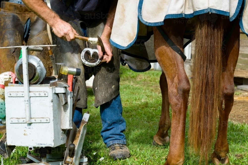 Farrier with tool box shoeing a horse - Australian Stock Image