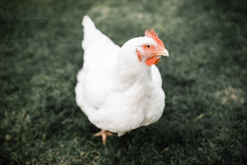 Fat white broiler meat chicken standing on grass - Australian Stock Image