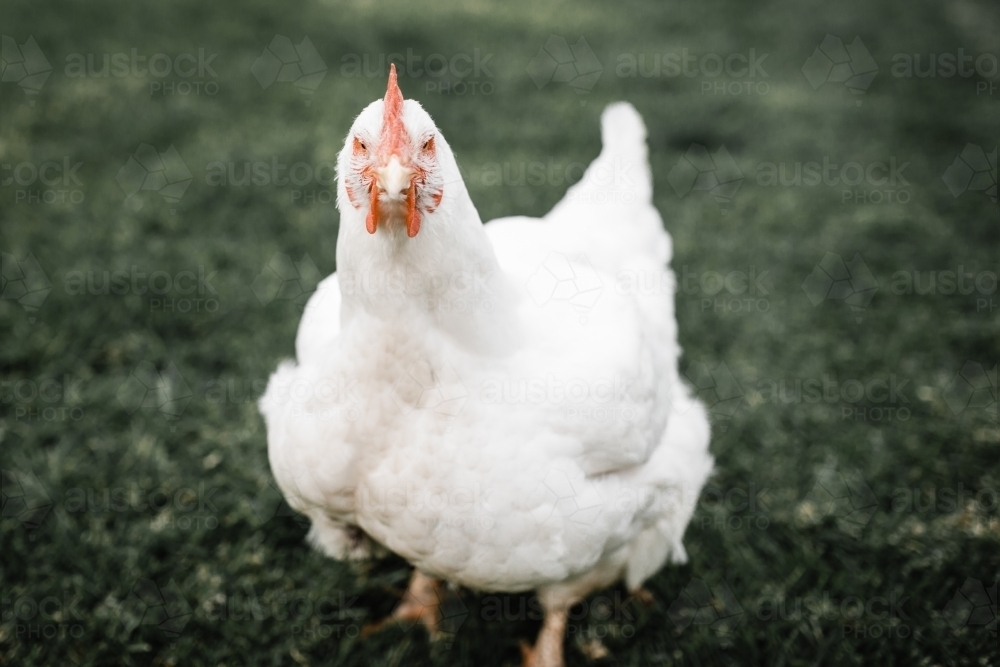 Free Porn Fat Chickens - Image Of Fat White Broiler Meat Chicken Standing On Green | CLOUDY GIRL PICS