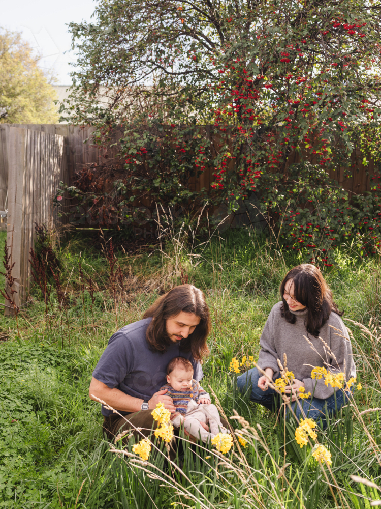 Father holding baby near yellow flowers while mum sits beside them - Australian Stock Image