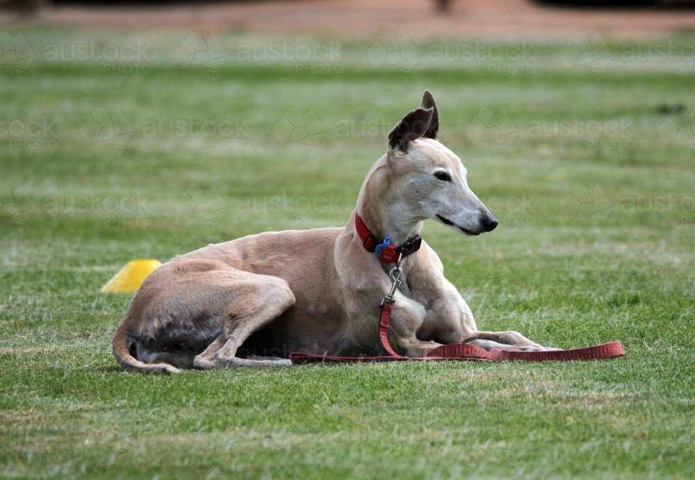 Fawn Greyhound relaxing on a oval - Australian Stock Image