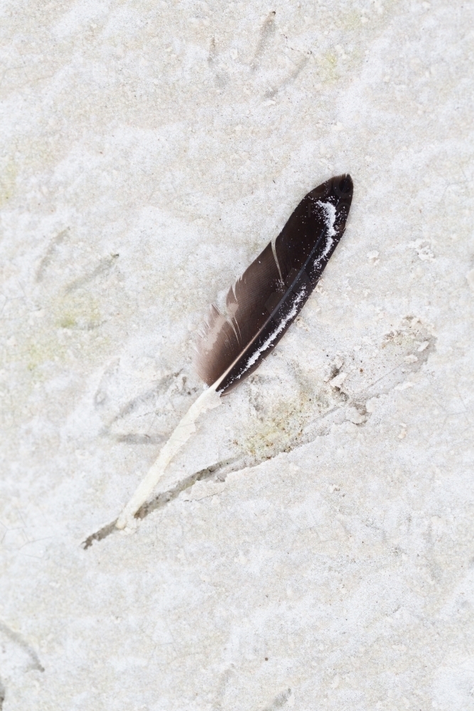feather and bird footprints on sand - Australian Stock Image