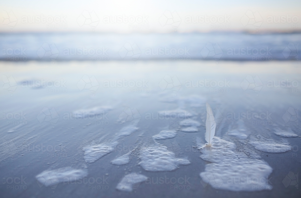 Feather in the sea foam - Australian Stock Image