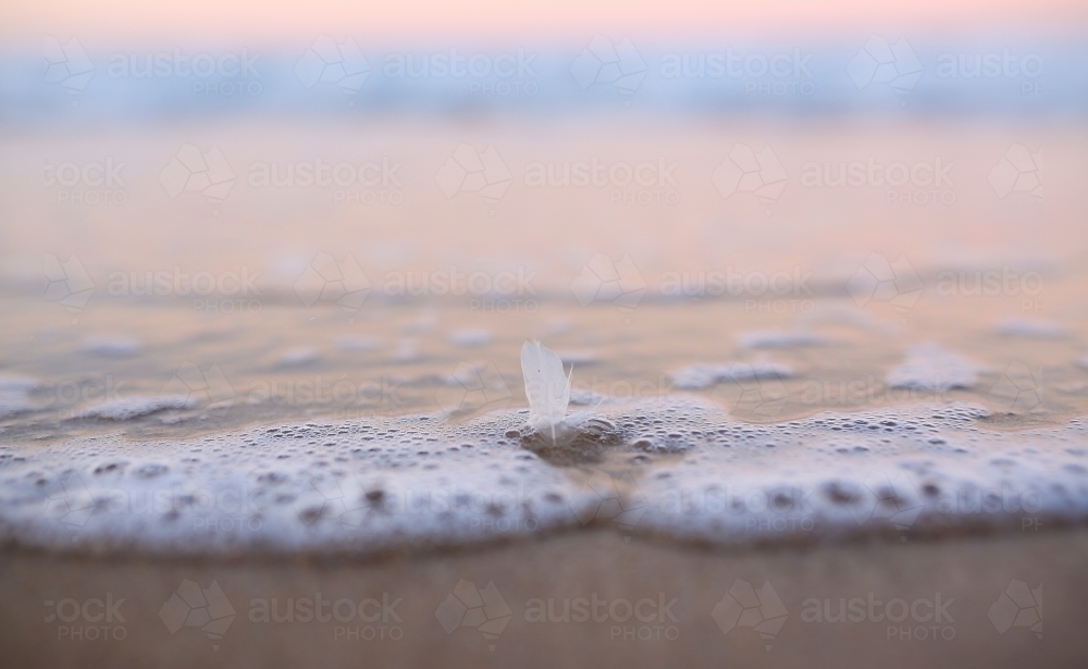 Feather in the water - Australian Stock Image