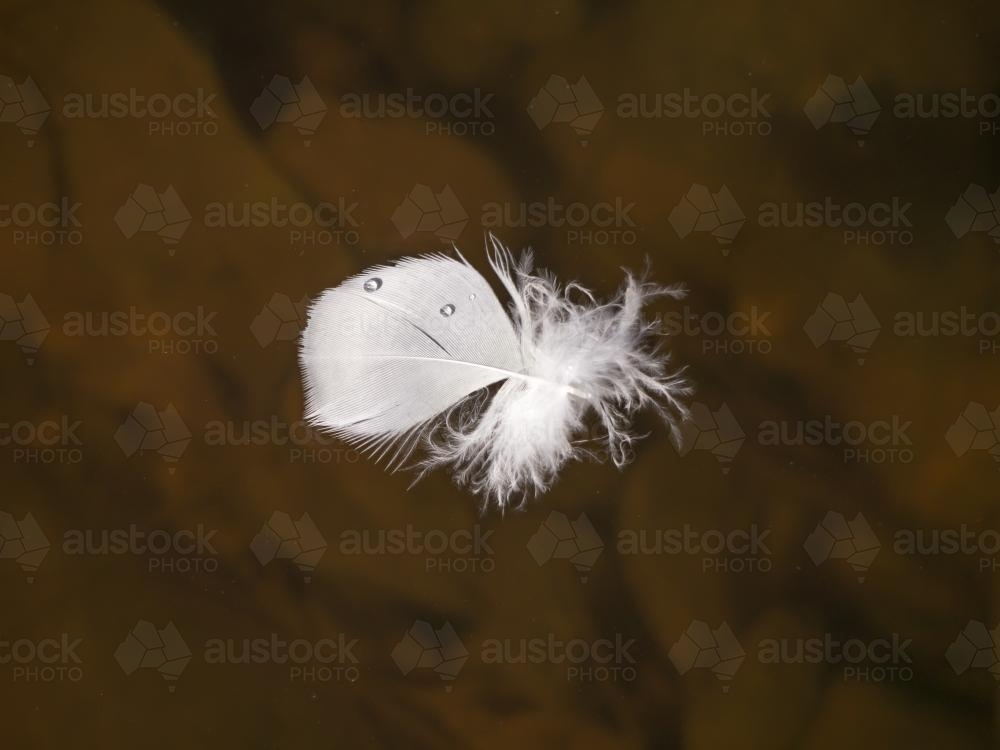 Feather with water drops floating on water - Australian Stock Image