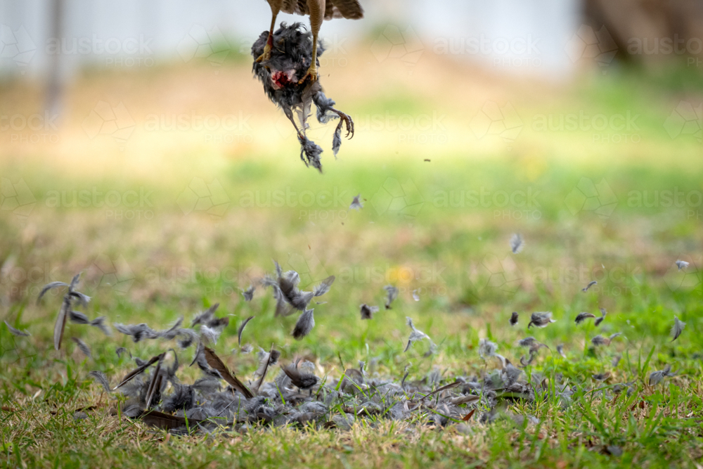 Feathers scatter as hawk lifts prey from the grass, powerful talons gripping tight. - Australian Stock Image