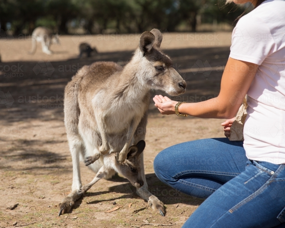 Feeding Kangaroo and Joey - Australian Stock Image