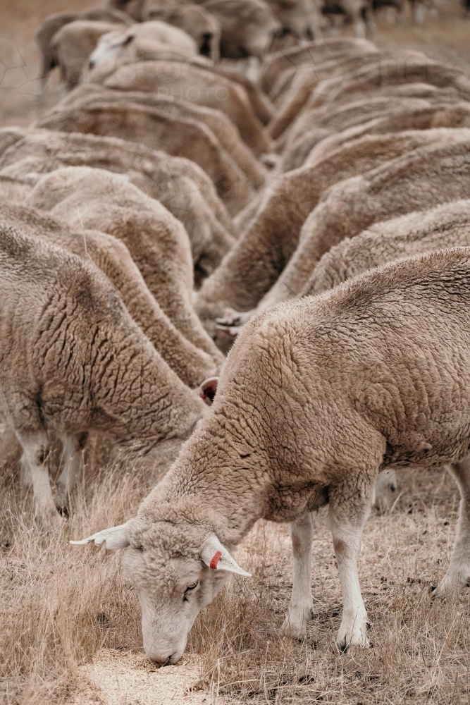 Image of Feeding sheep grain. Austockphoto