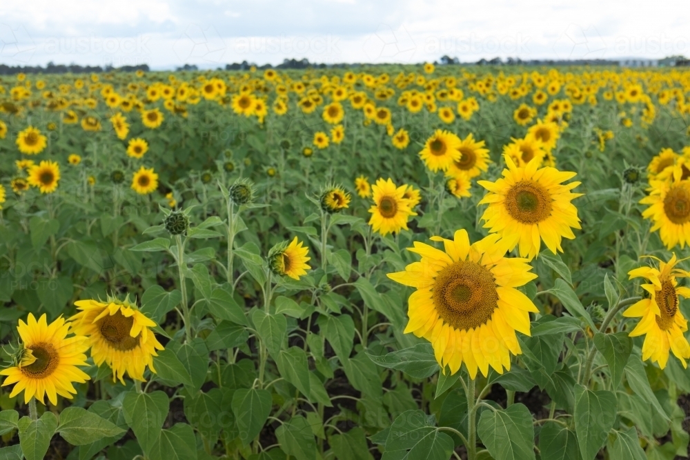 Feild of sunflowers - Australian Stock Image