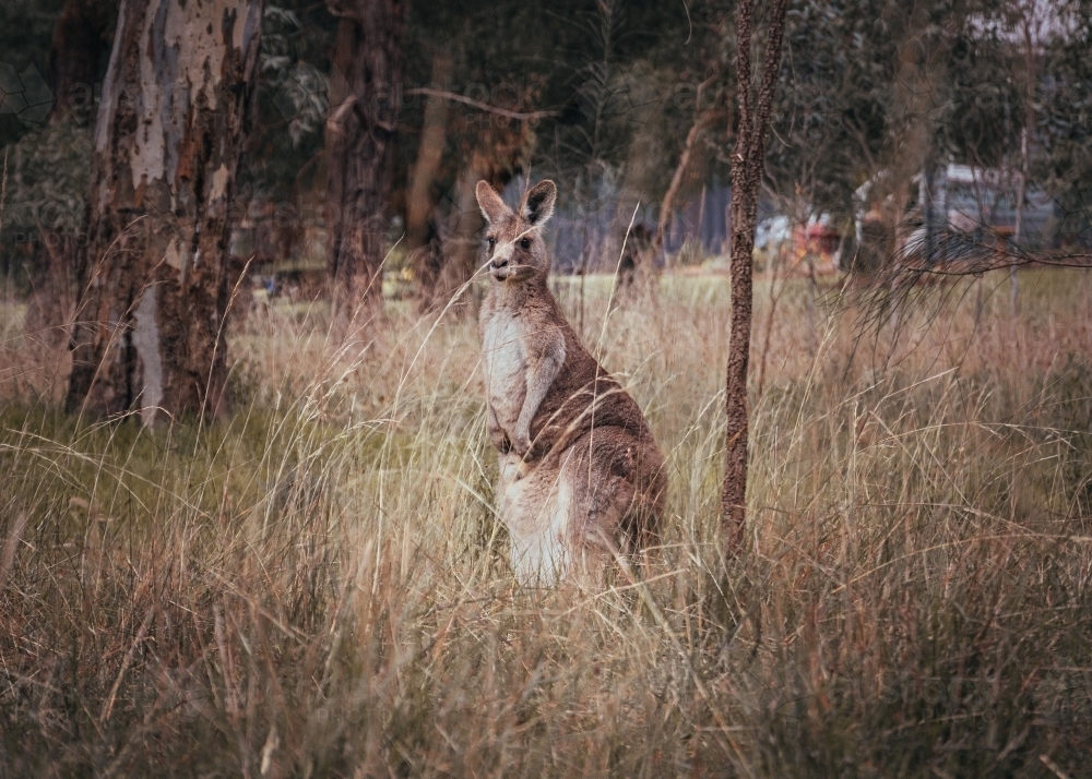Female Eastern Grey Kangaroo in Grassy Woodlands. - Australian Stock Image