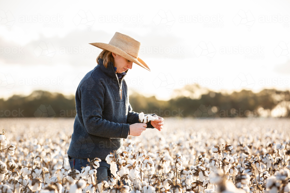 Female farmer checking cotton crop at harvest - Australian Stock Image