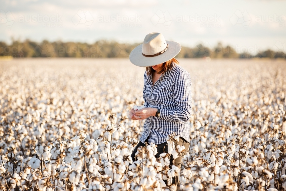 Female farmer in a cotton crop at harvest - Australian Stock Image