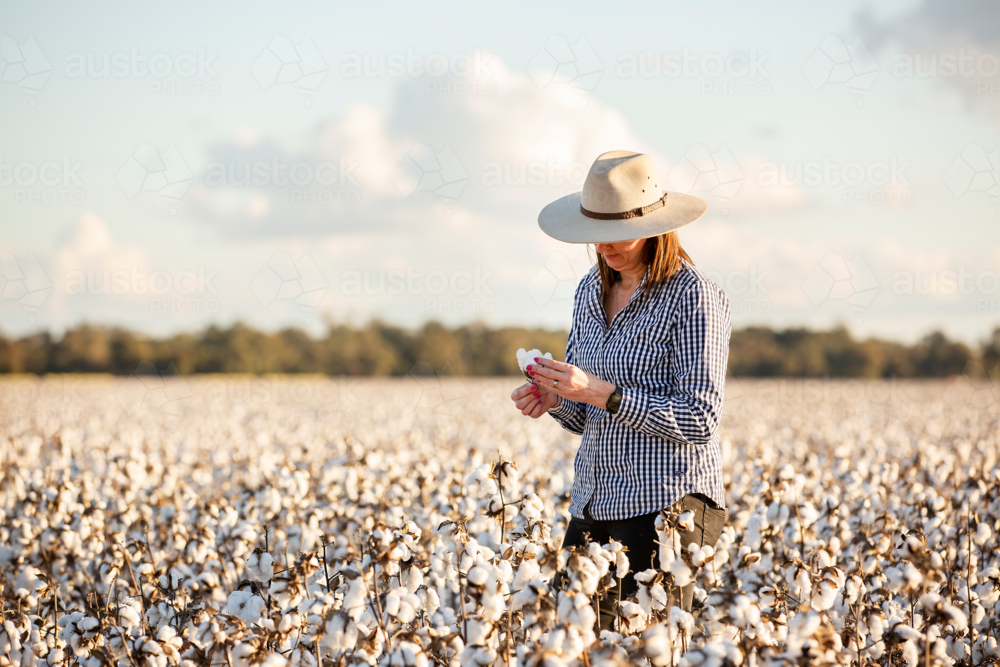 Female farmer in a cotton crop at harvest time - Australian Stock Image