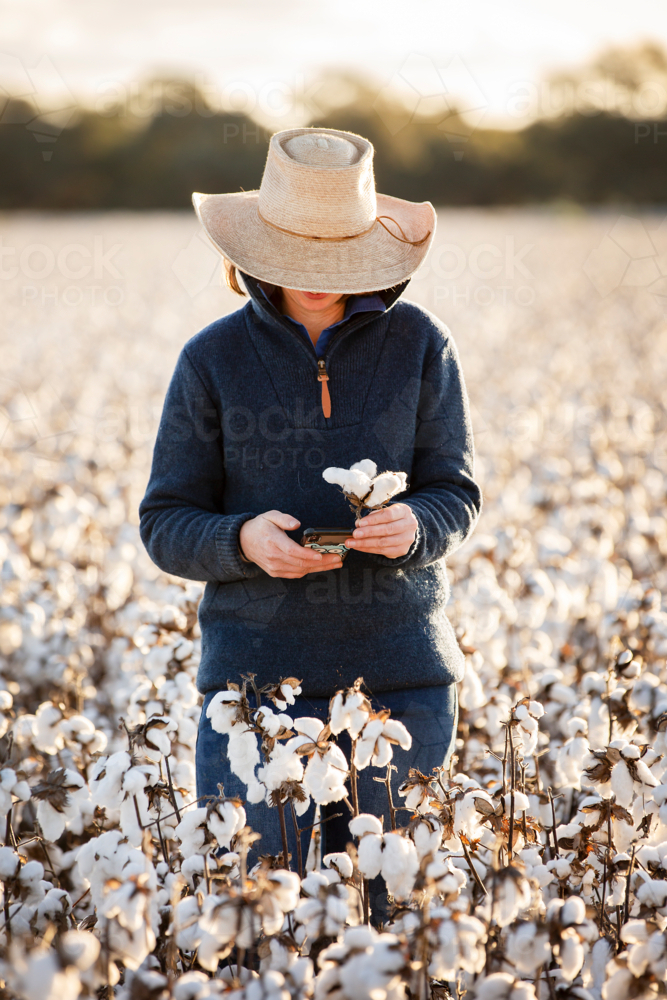 Female farmer in a cotton crop - Australian Stock Image