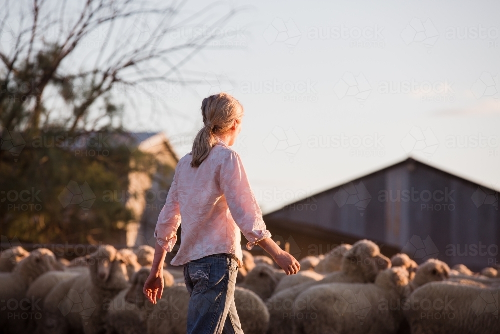 Female farmer in yard looking at merino sheep - Australian Stock Image