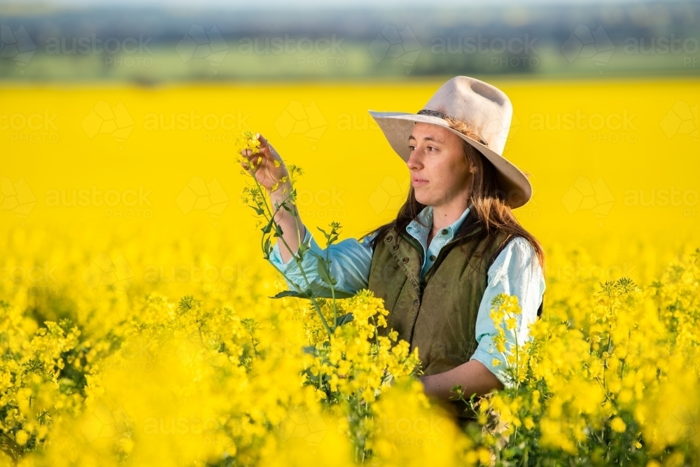 Female farmer inspects canola crop in late-afternoon light - Australian Stock Image