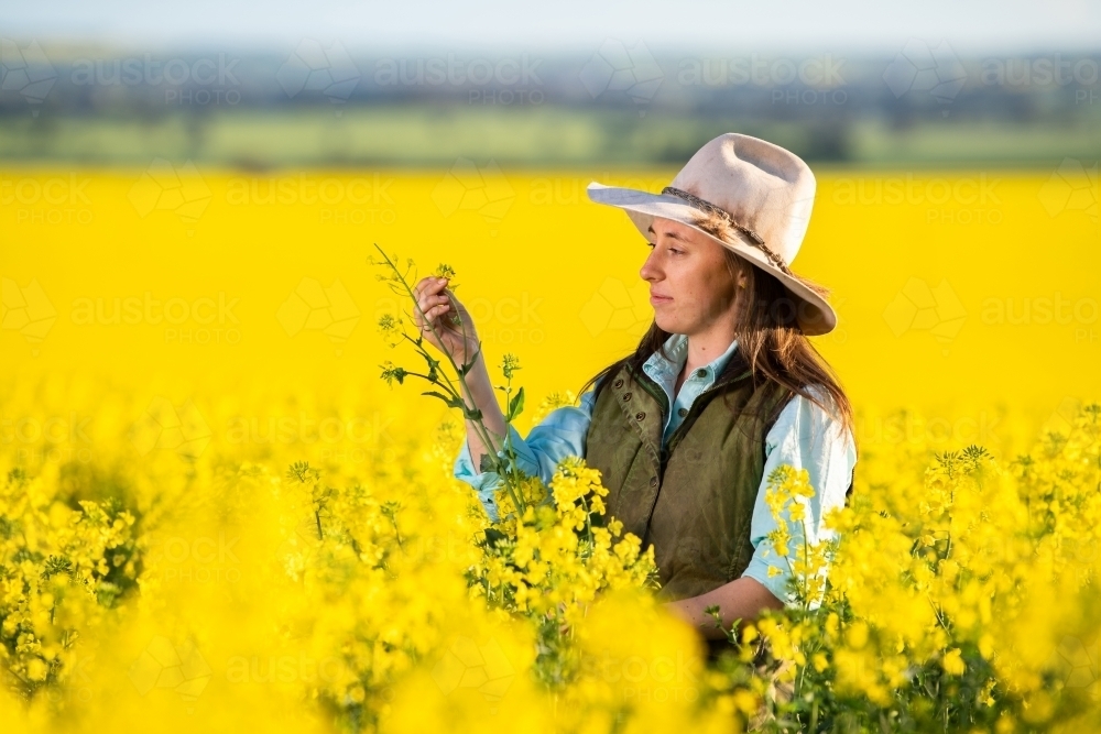 Female farmer inspects canola crop in late-afternoon light - Australian Stock Image