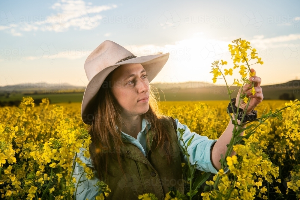 Female farmer inspects canola crop in late-afternoon light - Australian Stock Image