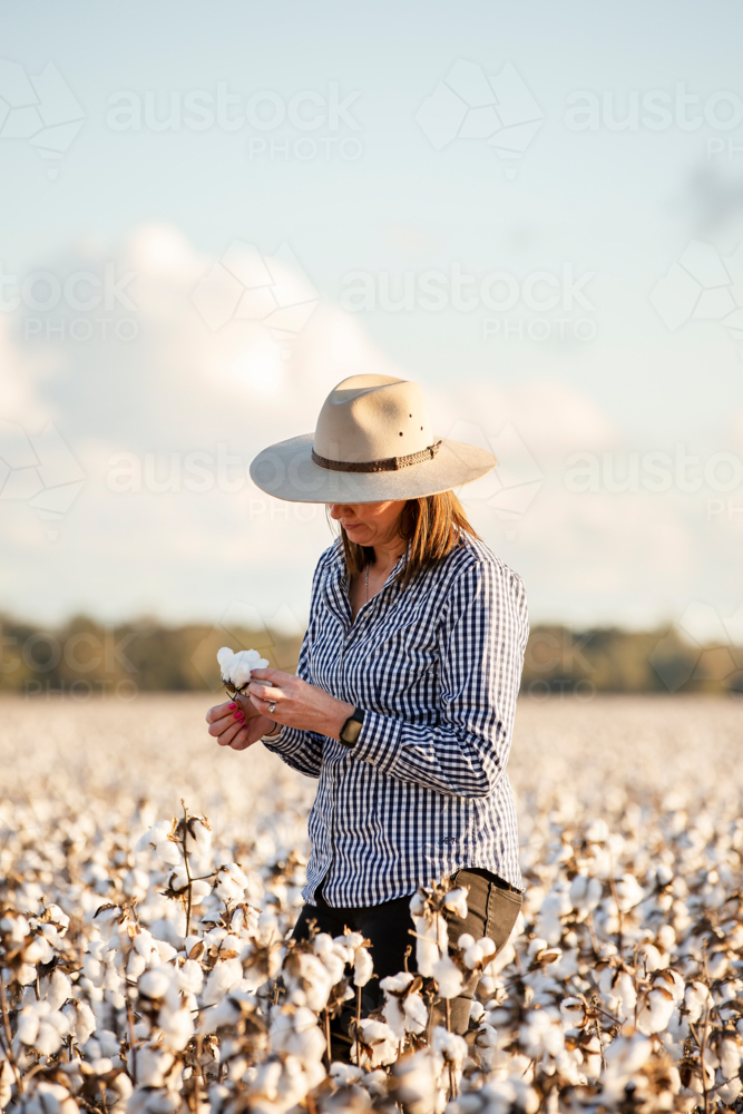 Female farmer looking at a cotton boll in the paddock - Australian Stock Image