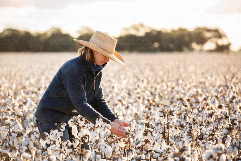 Female farmer looking at a cotton crop - Australian Stock Image