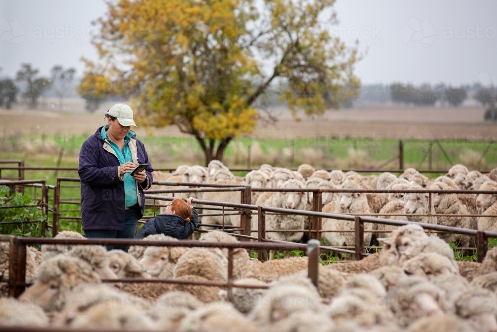 Female farmer using a mobile phone to send a text in the sheep yards - Australian Stock Image
