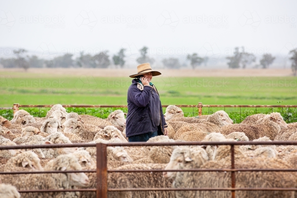 Female farmer using an iphone in the yards - Australian Stock Image
