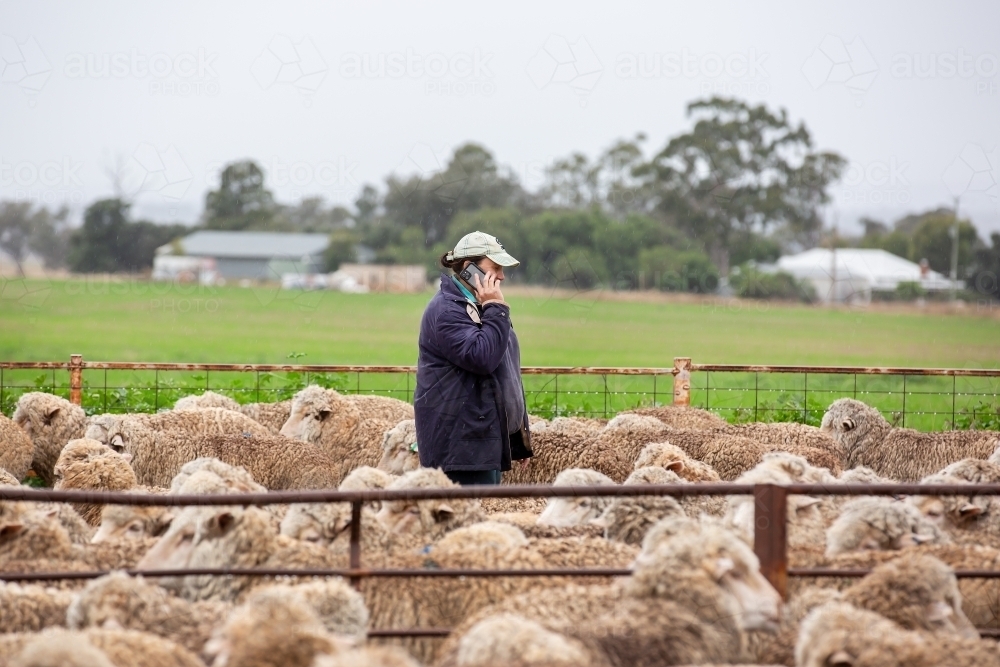 Female farmer using her phone in the yards - Australian Stock Image