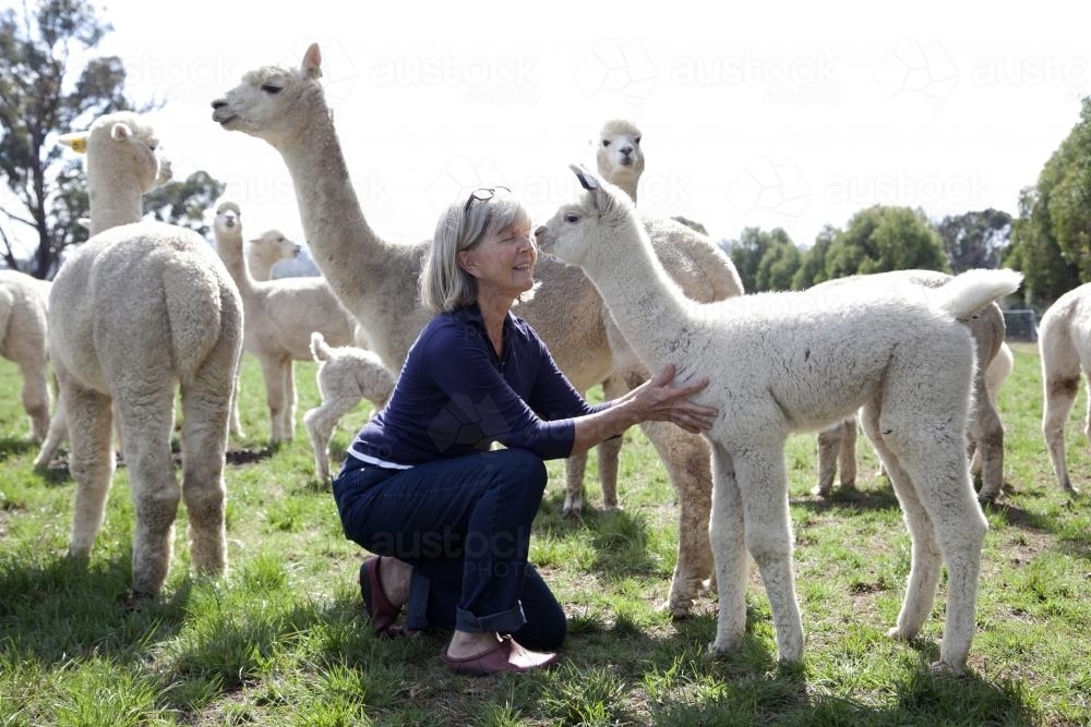 Female farmer with group of alpacas on a rural property - Australian Stock Image
