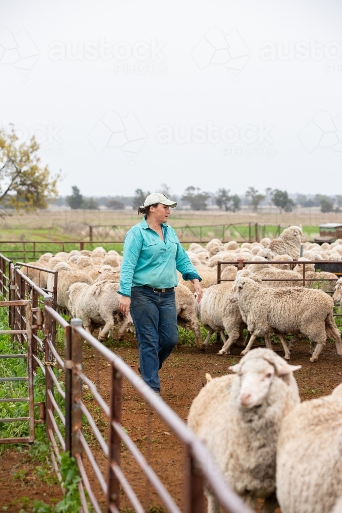 Female farmer working in the sheep yards - Australian Stock Image
