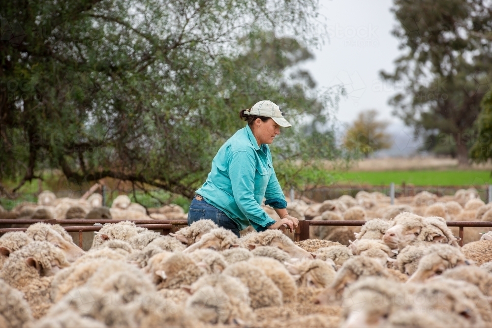 Female farmer working sheep in the yards - Australian Stock Image