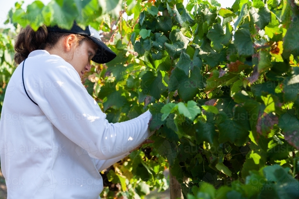 Image of Female grape picker doing casual work in a vineyard picking