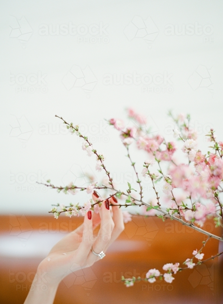 Female hand touching branch of cherry blossom - Australian Stock Image