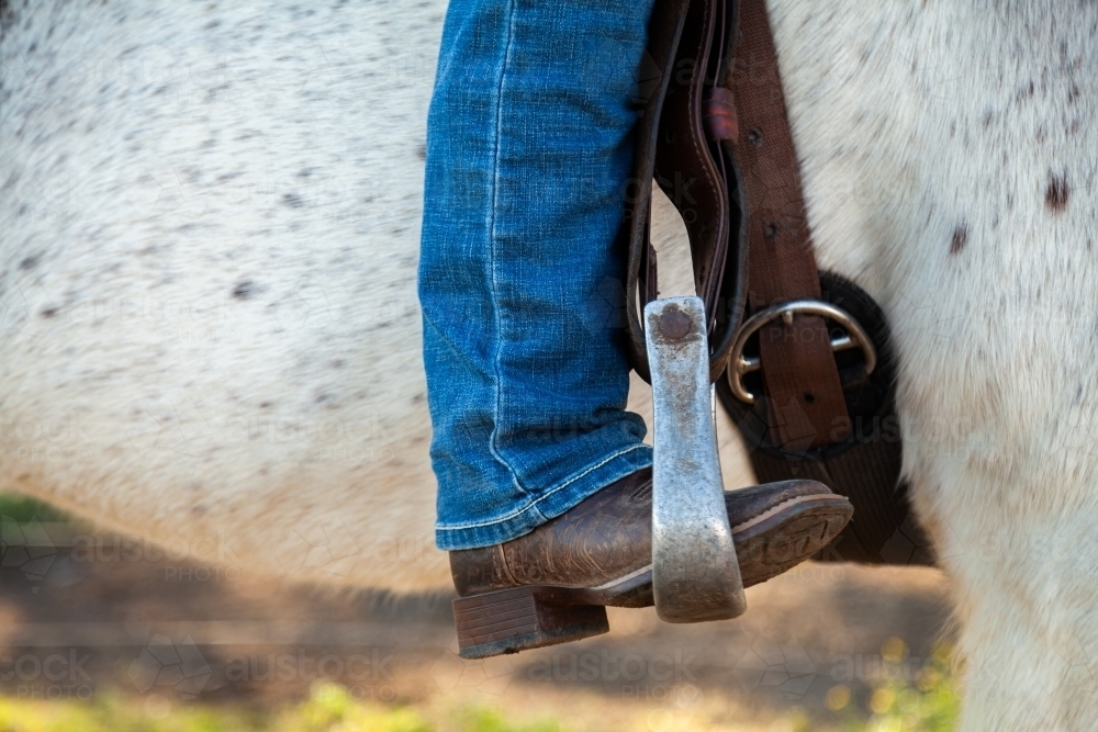 female horse rider with her foot in the stirrup of her grey horse - Australian Stock Image