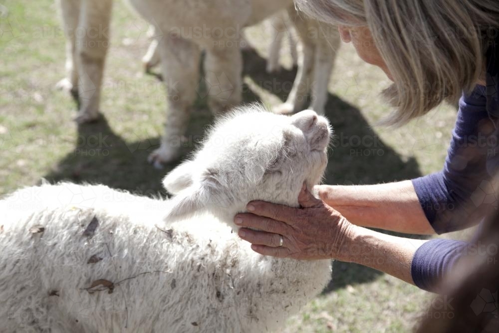 Female on the farm handling alpacas in a paddock - Australian Stock Image