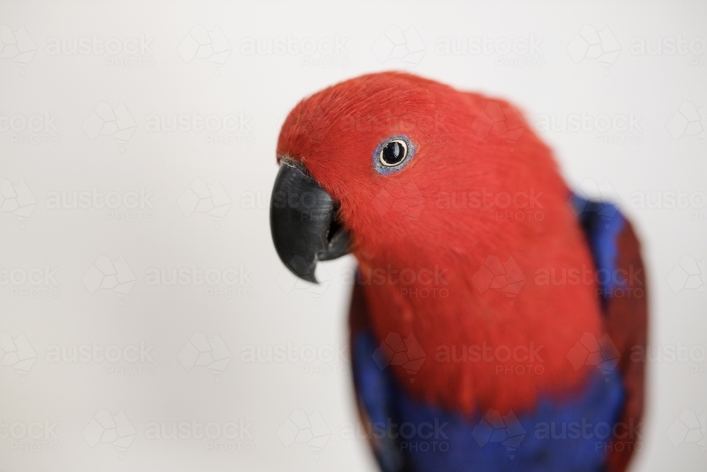 Female red and blue Australian eclectus parrot looking at the camera - Australian Stock Image