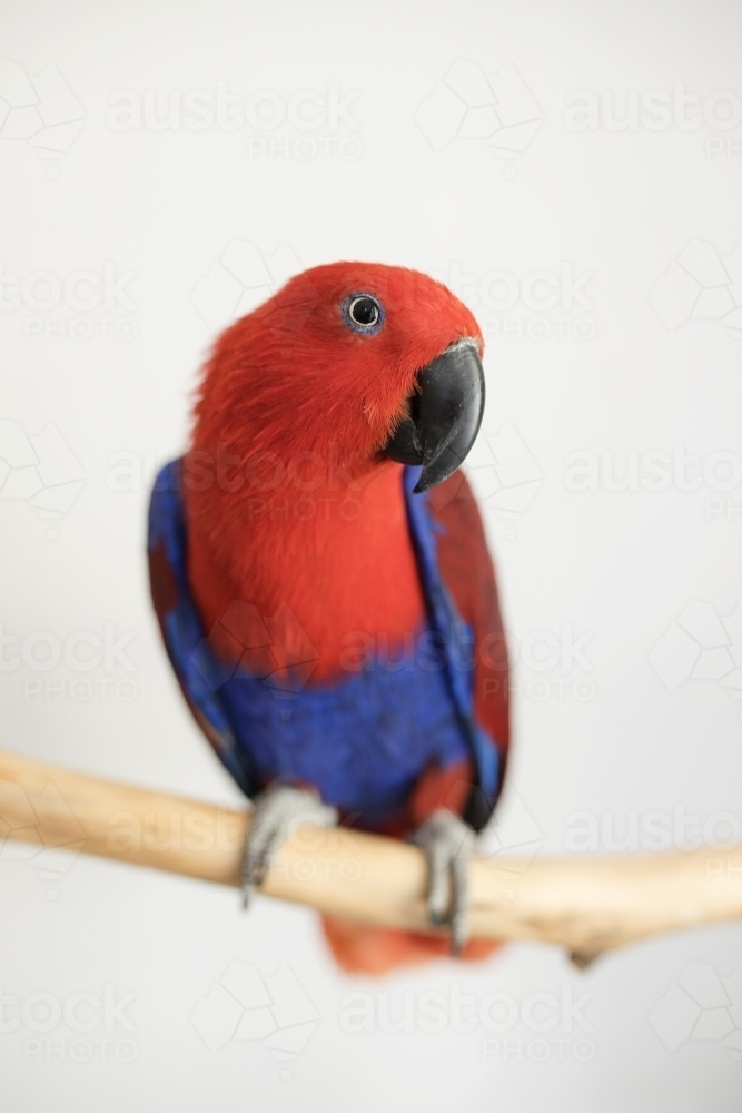 female red and blue Australian eclectus parrot sitting on a branch - Australian Stock Image