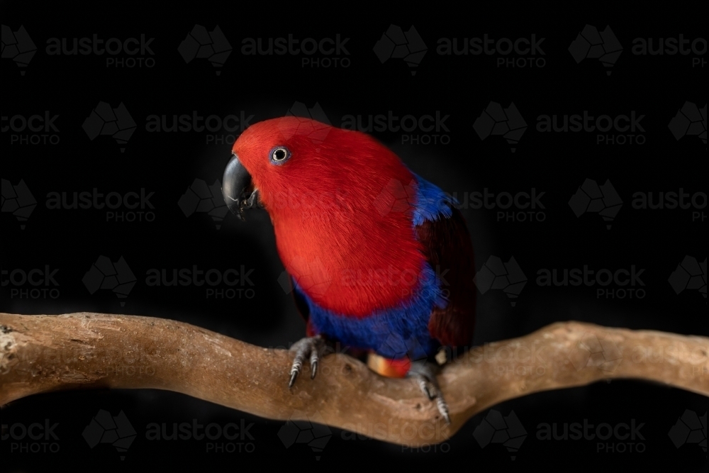 female red and blue captive eclectus parrot (Eclectus roratus) sitting on a branch - Australian Stock Image