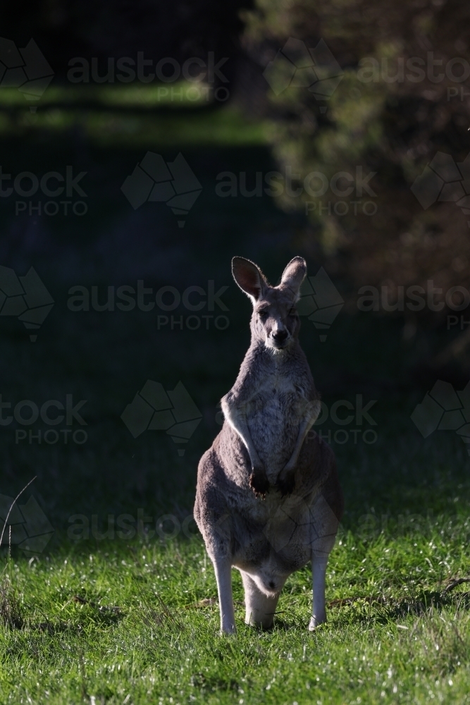 Female Red Kangaroo - Australian Stock Image