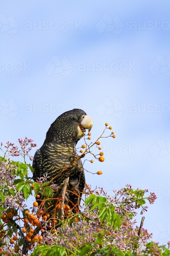 Female Red-tailed Black-Cockatoo feeding on a chinaberry tree. - Australian Stock Image