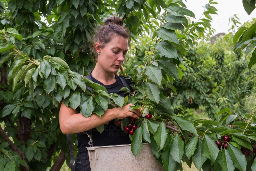 Image of Female seasonal worker picking cherries Austockphoto