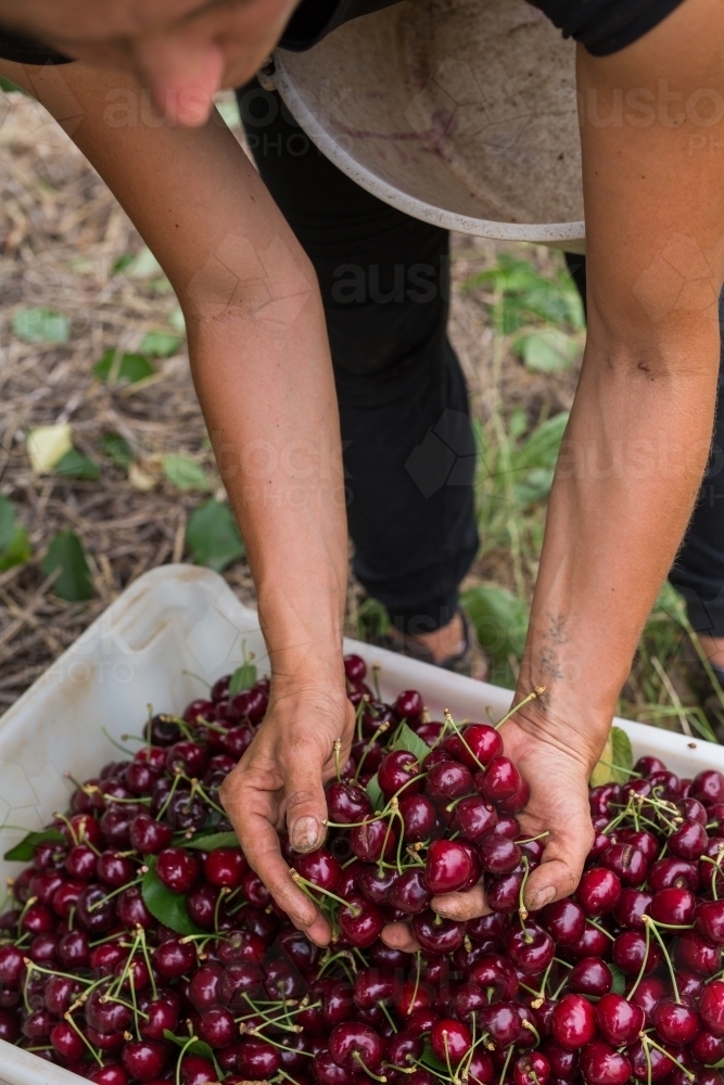 Female seasonal worker picking cherries - Australian Stock Image